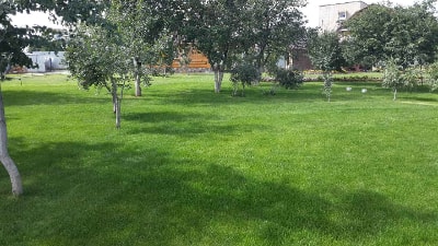 газонная трава