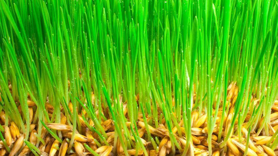 семена для газонной травы